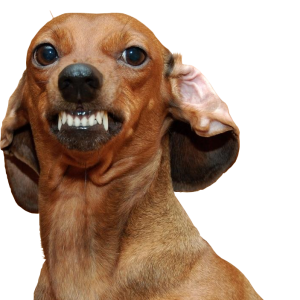 Dachshund PNG