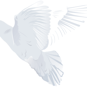 white dove pigeon PNG