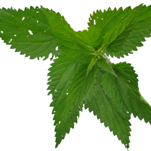 Nettle PNG