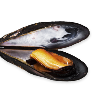 Mussel PNG