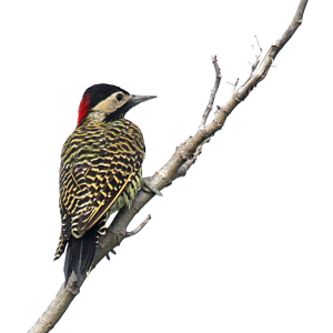 Woodpecker PNG
