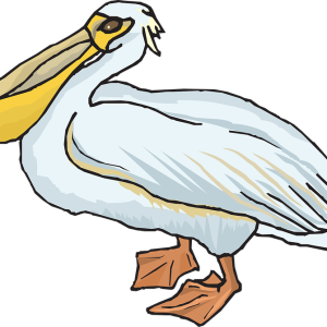 Pelican PNG
