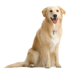 Labrador Retriever PNG