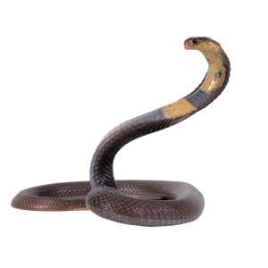 Cobra PNG