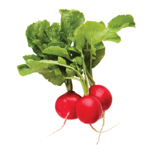 Radish PNG