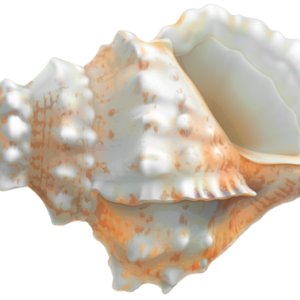 Seashell PNG