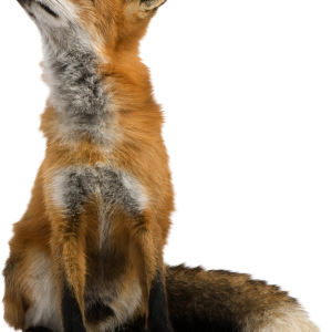 Fox PNG