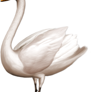 Swan PNG