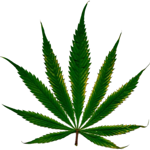 Cannabis PNG