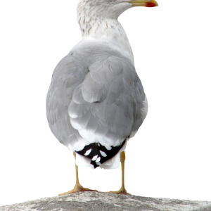 Gull PNG