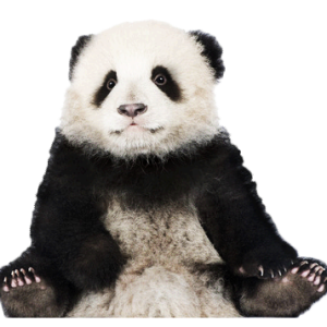Panda PNG