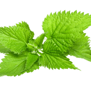 Nettle PNG