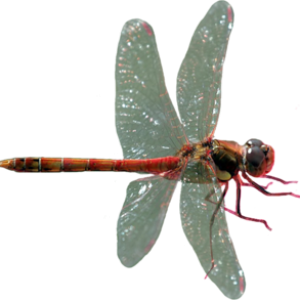Dragonfly PNG