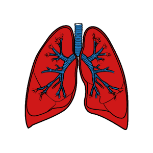 Lungs PNG