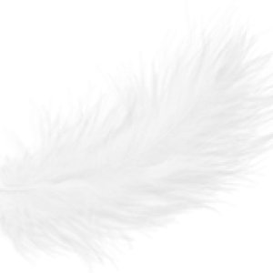 Feather PNG