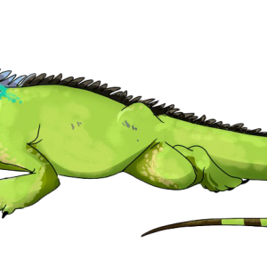 Iguana PNG