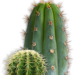 Cactus PNG image