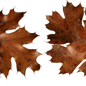 autumn PNG leaf