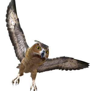 Owl PNG