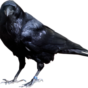 Crow PNG image