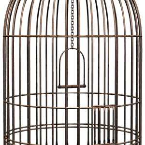 Cage bird PNG