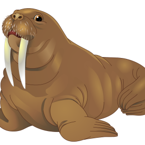 Walrus PNG