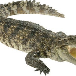 Crocodile PNG