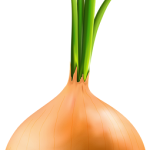 Onion PNG