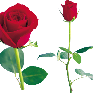 Rose PNG