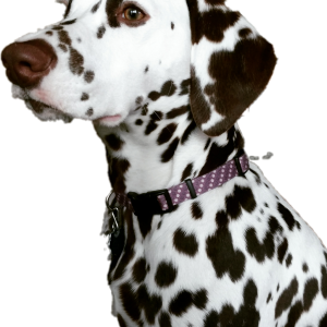 Dalmatian PNG