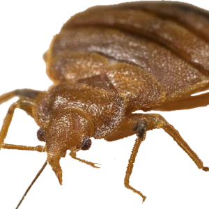 Bed bug PNG