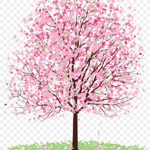 Sakura PNG