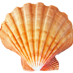 Seashell PNG