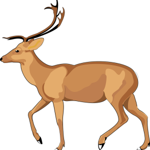 Moose, elk PNG