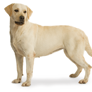 Labrador Retriever PNG