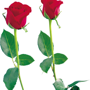 Rose PNG