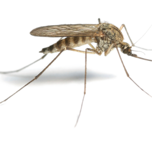 Mosquito PNG