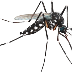 Mosquito PNG