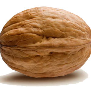 Walnut PNG
