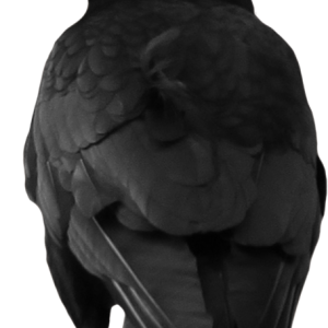 Crow PNG image