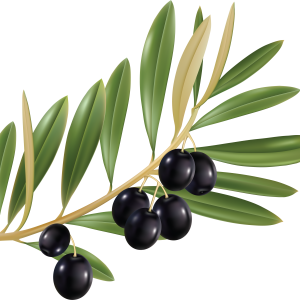 Olive PNG