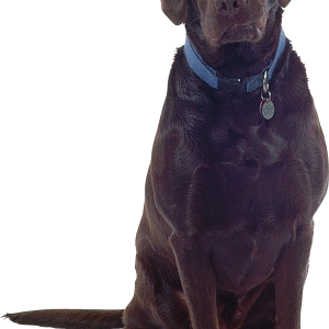 Dog PNG
