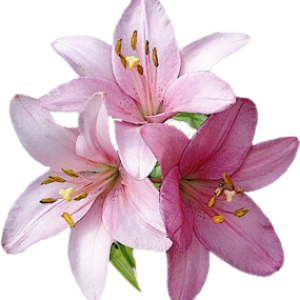Lilium PNG