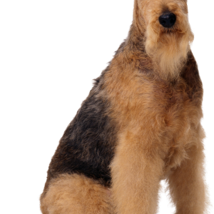 Dog PNG