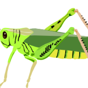 Grasshopper PNG