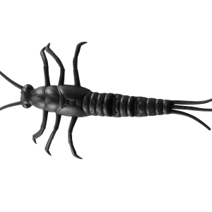 Earwig PNG