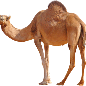 Camel PNG
