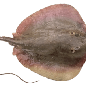 Stingray PNG