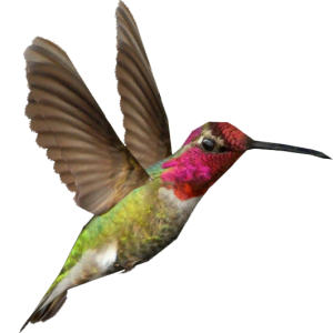 Hummingbird PNG