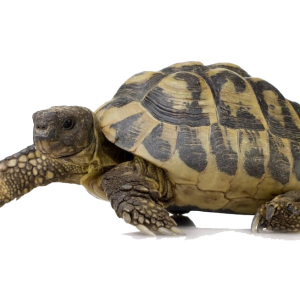 Turtle PNG